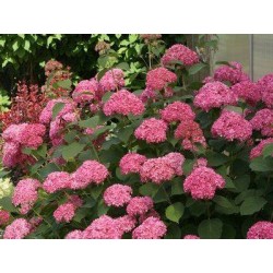 Sweet Annabelle 3l -...