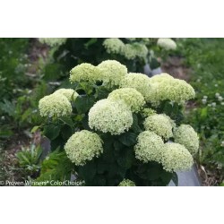 Hortensja krzewiasta...