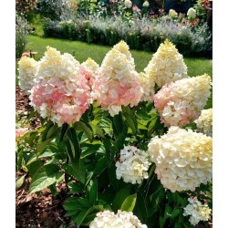 Pink Promise 3l - hortensja...