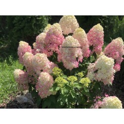 Quick Fire Fab 3L -...