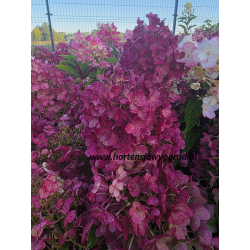 Little Blossom - hortensja...
