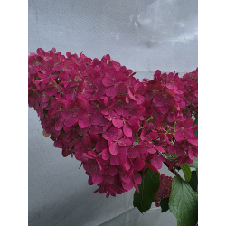 Vanille Fraise 5l -...