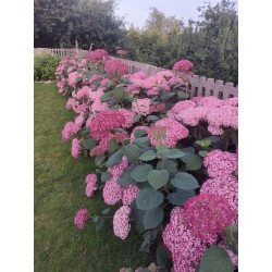 Pink Annabelle 3l -...