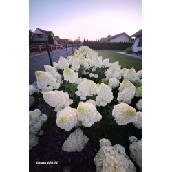 Limelight  - hortensja...