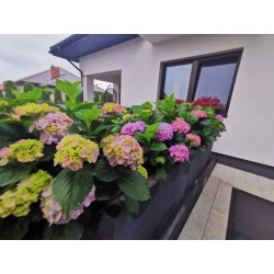 Diva Fiore 5l - WYSYŁKA MAJ...