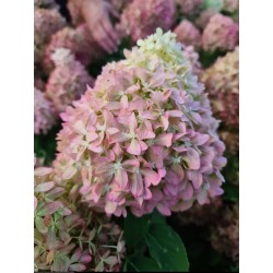 Pixio - hortensja bukietowa 3l