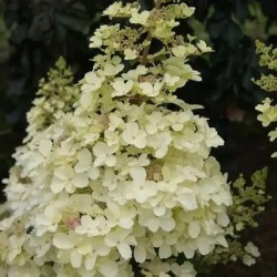 Petite Lantern - hortensja...