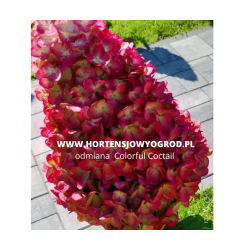 Colorful Coctail  -...