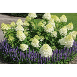 Little Alf - Hortensja...