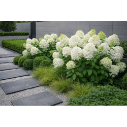 Magical Sweet Summer 3L -...