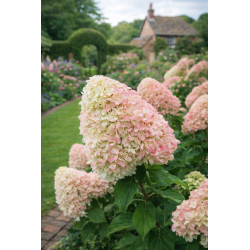 Summer Love 5l - hortensja...