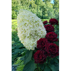 Skyfall  - hortensja bukietowa