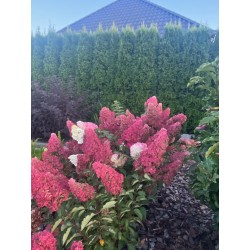 Melba Fraise 3l - hortensja...