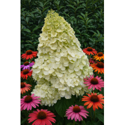 Polar Bear 3l  - hortensja...