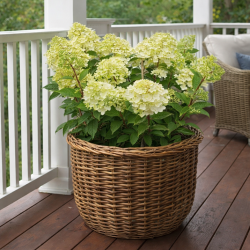 Magical Andes "Bokomagande"...