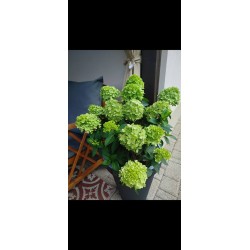 Mojito  - Hortensja bukietowa