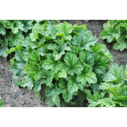 Żurawka Rex Peppermint -...