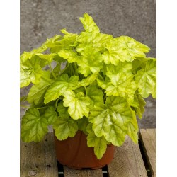 Żurawka Tokyo - doniczka 2l