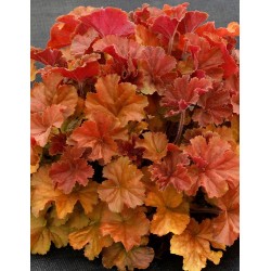 Żurawka 'Northern Exposure...