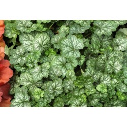 Żurawka LITTLE CUTTIES...