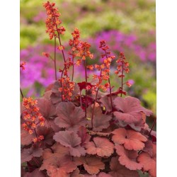 Żurawka Cherry Cola -...