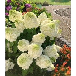 Magical Mont Blanc  -...