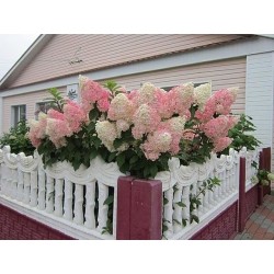 Vanilla Fraise 3l -...