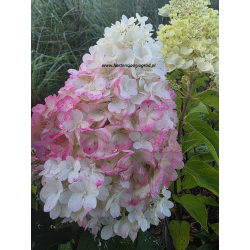 Strawberry Blossom 5l -...