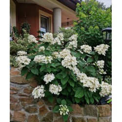 Wims Red 3l - hortensja...