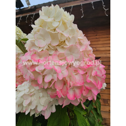 Pink Rose  - hortensja...