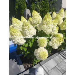 Hercules 5l - hortensja...