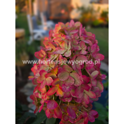 Graffiti - hortensja bukietowa