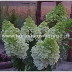 Magical Moonlight 3L zawsze...