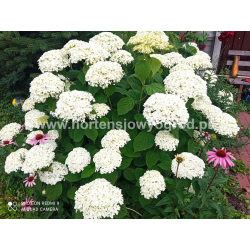 Strong Annabelle 3l -...