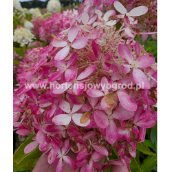 Living Royal Flower 3l -...