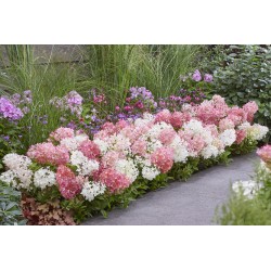 Groundbreaker® Blush -...