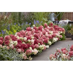 Groundbreaker® Ruby -...