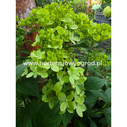 Groundbreaker® Greeny -...