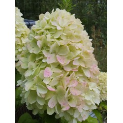 Candy Love 3L  - hortensja...