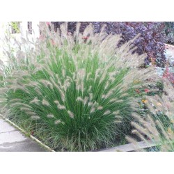 Rozplenica japońska Hameln