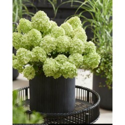 Petite Cherry 3l -...