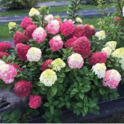 Little Lime Punch...