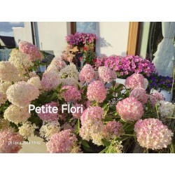 Petite Flori 3l  -...