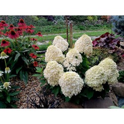 Little Spooky 3l -...