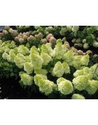 Hortensje bukietowe 2l i 3l oraz hortensje krzewiaste