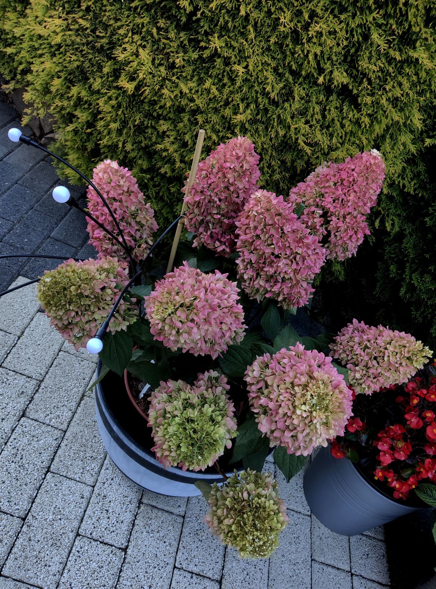 Hortensje  bukietowe w doniczkach.