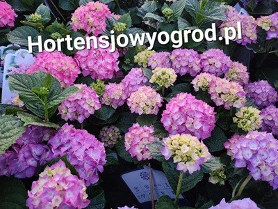 Hortensja ogrodowa Diva Fiore 