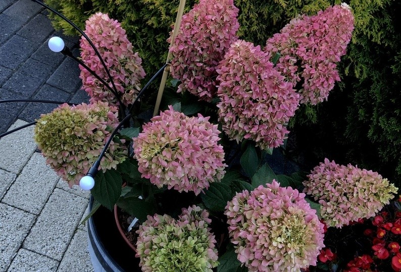 Hortensje  bukietowe w doniczkach.