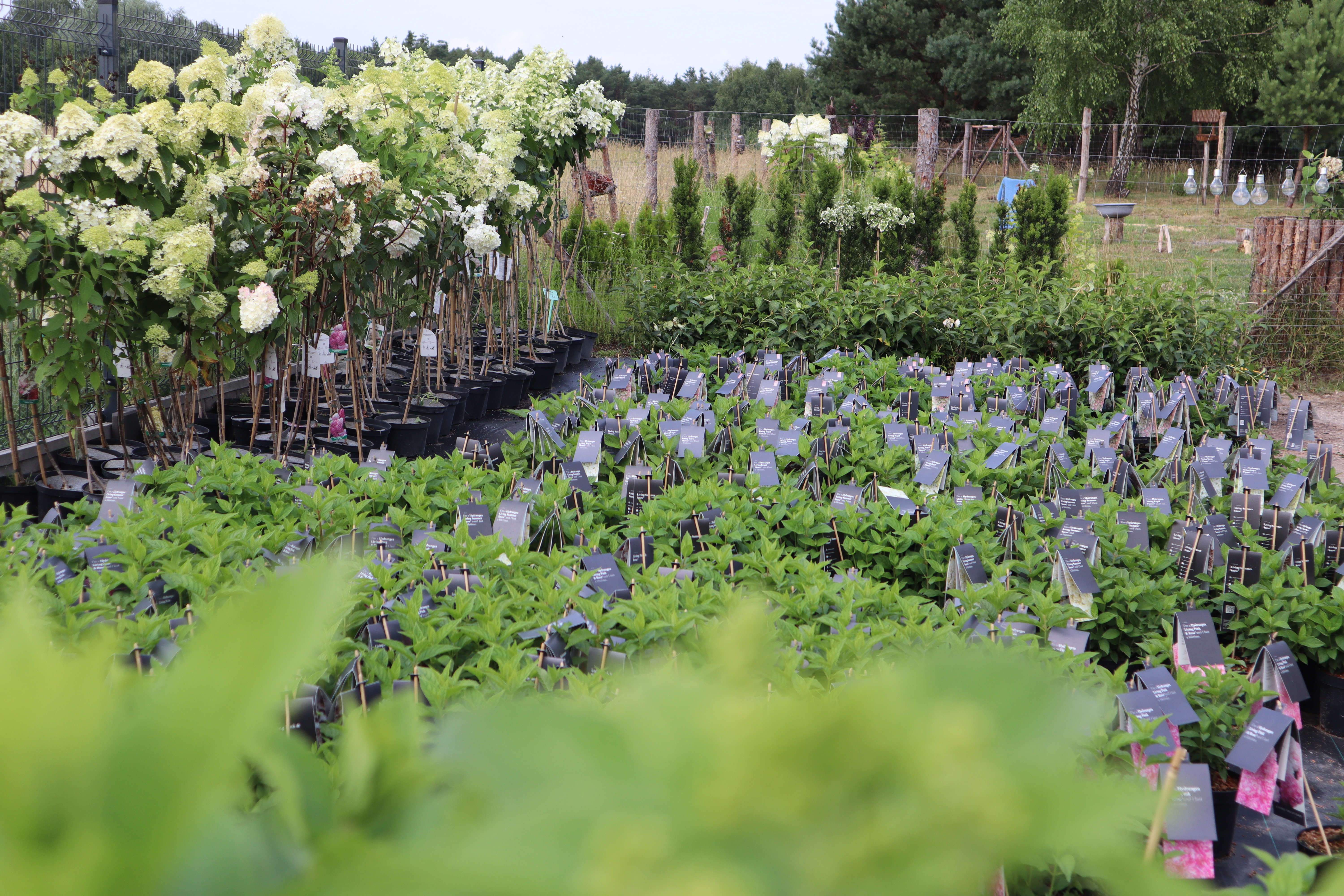 Blog Hortensjowego Ogrodu .