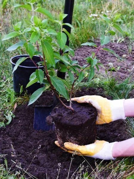 Sadzenie i przesadzanie hortensji  .